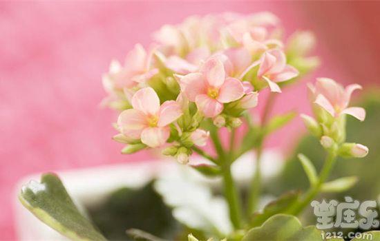 苏珊米勒2016年11月双鱼座运势详解完整版4