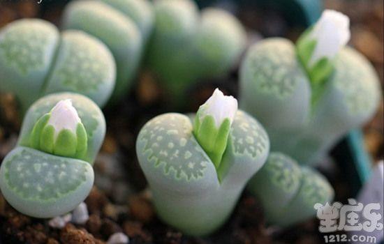 丹尼尔金牛座一周星座运势(12.19-12.25)