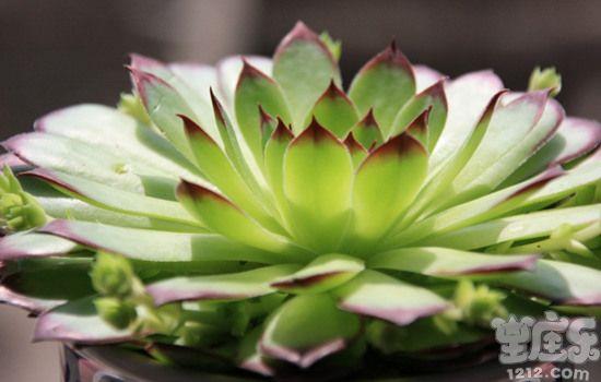 丹尼尔双子座一周星座运势(12.19-12.25)