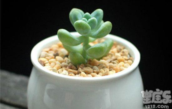 丹尼尔巨蟹座一周星座运势（12.2-1.8）