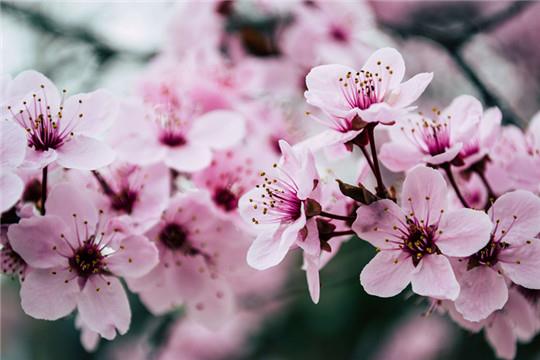 桃花seup-photo-992734_副本.jpg