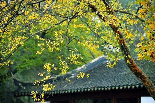 桃花运 (1)_副本.jpg