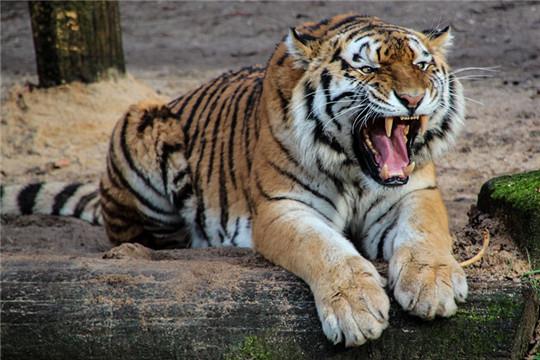 black-white-and-yellow-tiger-sitting-on-a-beige-sand-during-47312 (1).jpg