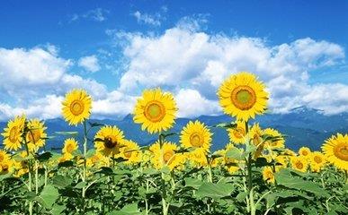 徐姓起名