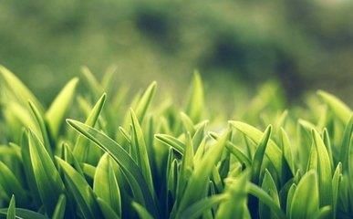 武姓起名