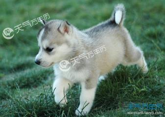 狗宝宝起名网 狗宝宝起名网