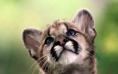 狮子宝宝