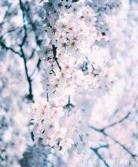 天枰座有多喜欢双子座
