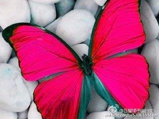 巨蟹狮子座